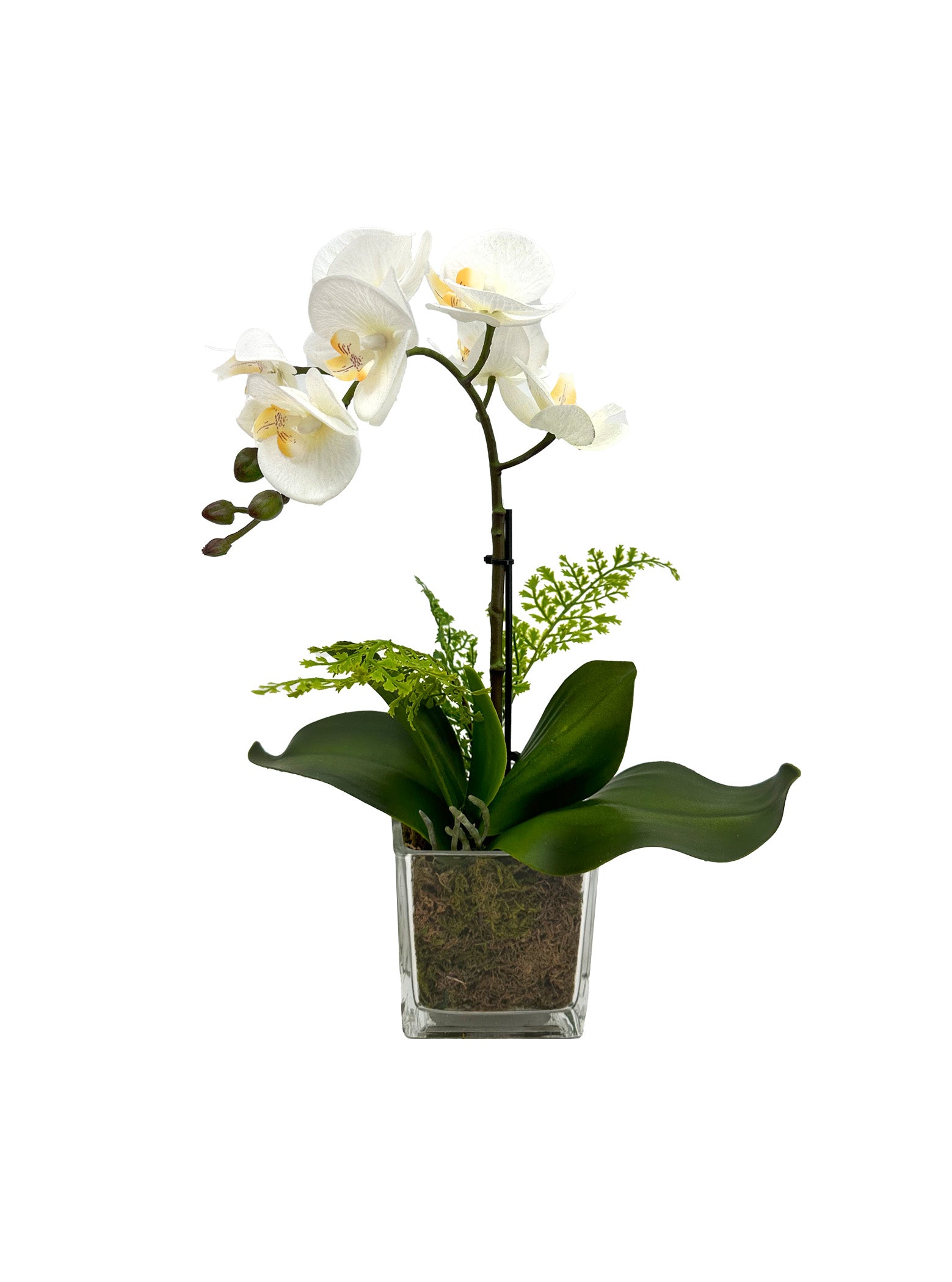Orchid Serenity