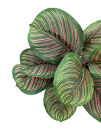 Mini Calathea Plant- 40cm