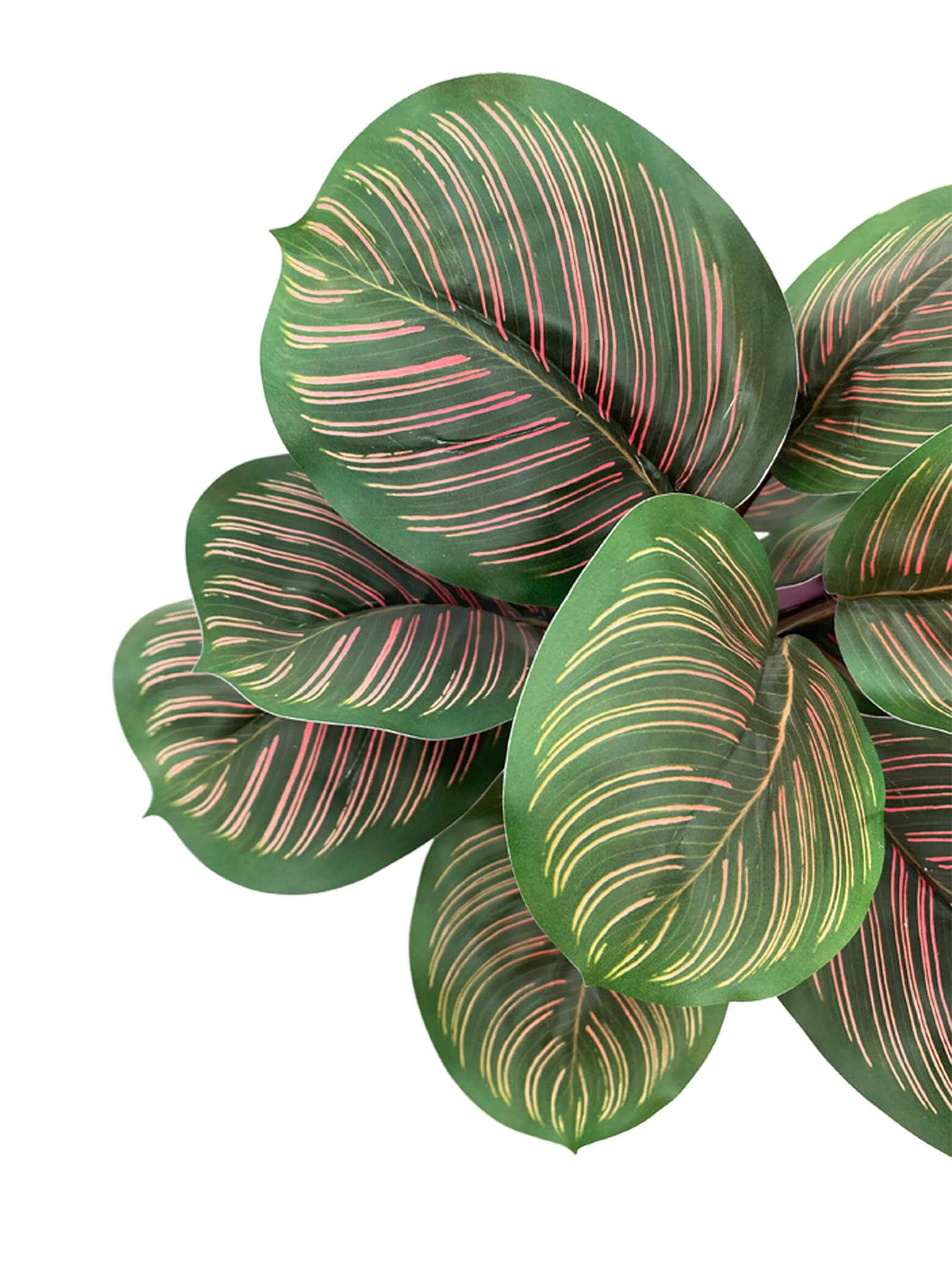Mini Calathea Plant- 40cm