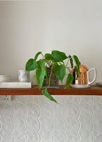 Arrowhead Vine