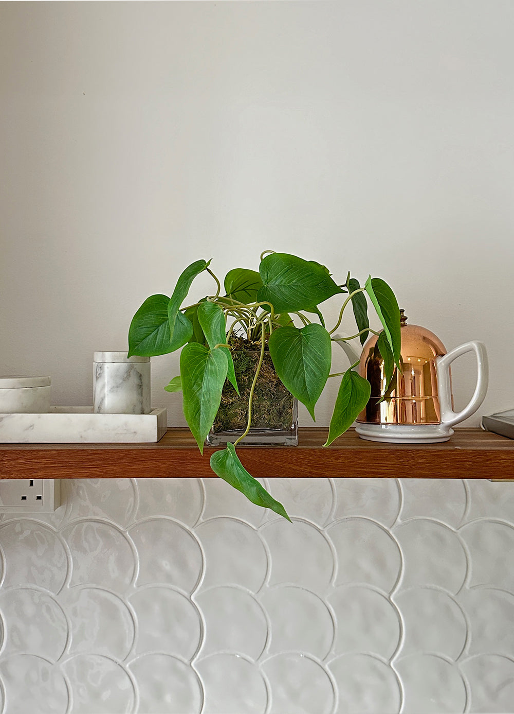 Arrowhead Vine