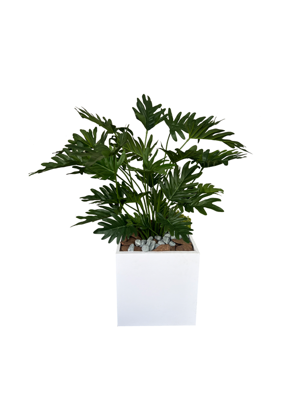 Tropical Bliss Philodendron
