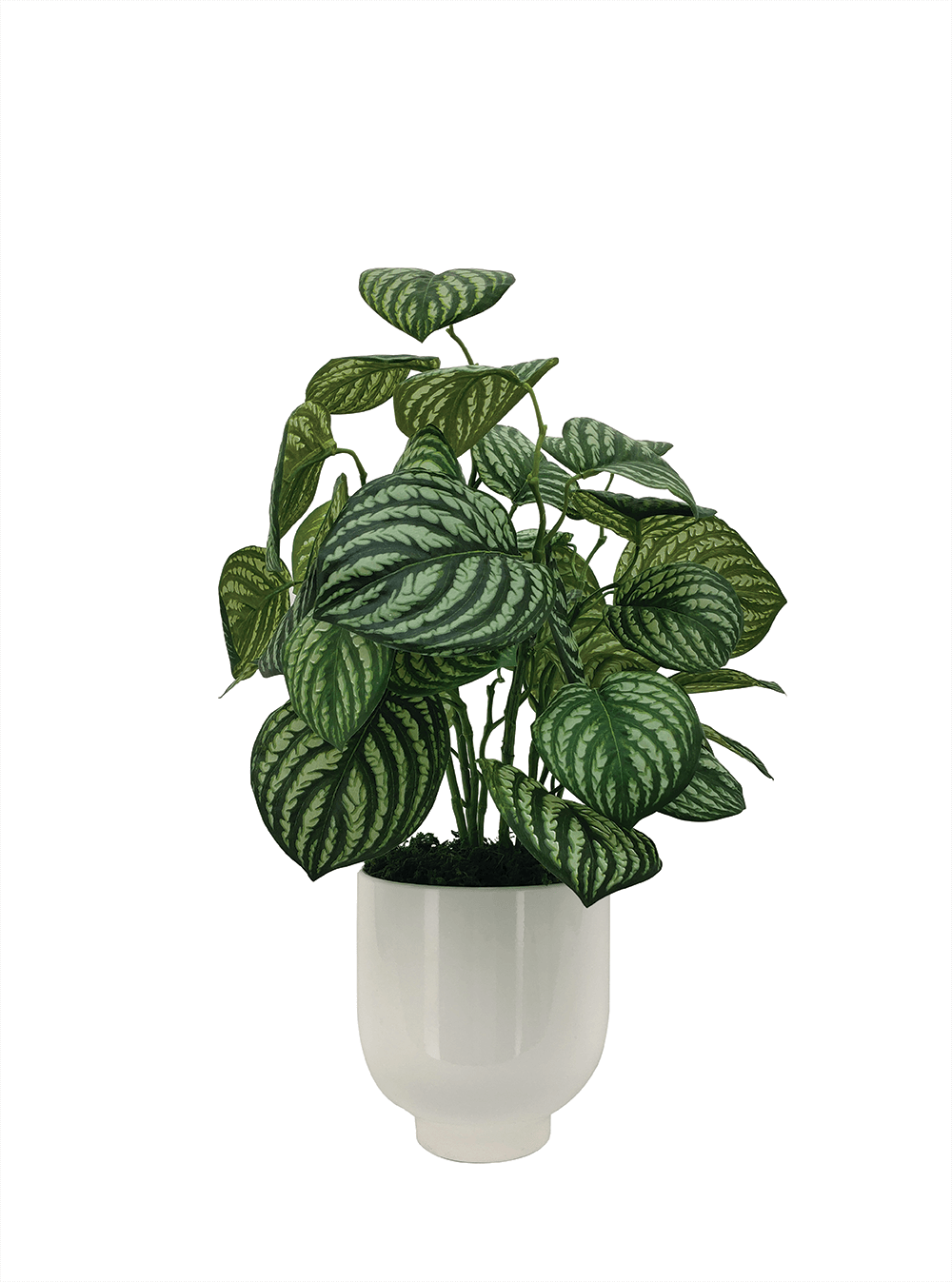 Artificial Plant - Potted Peperomia