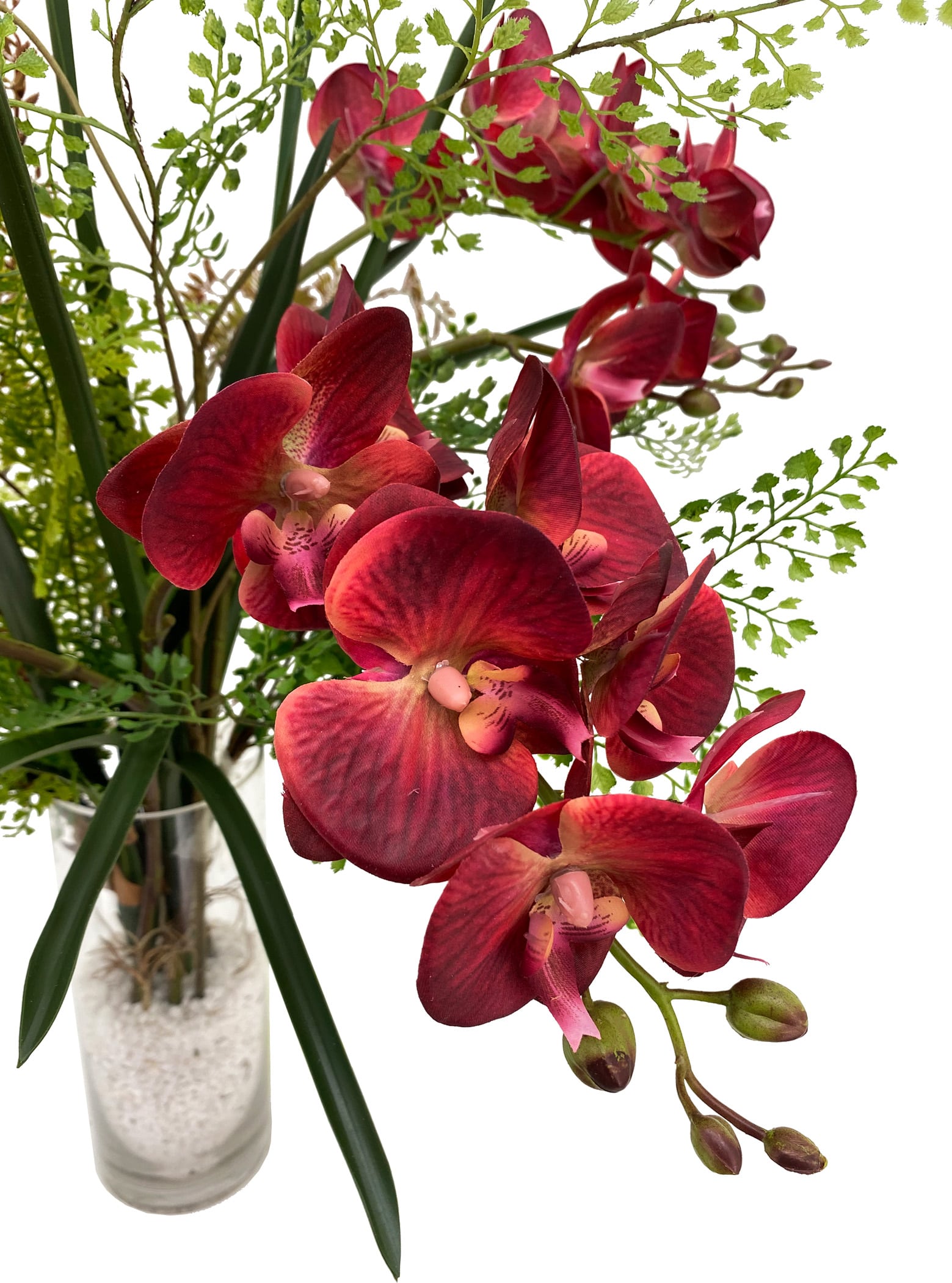 Blooming Red Phalaenopsis
