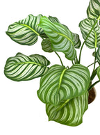 Calathea Spray Plant (White pot)