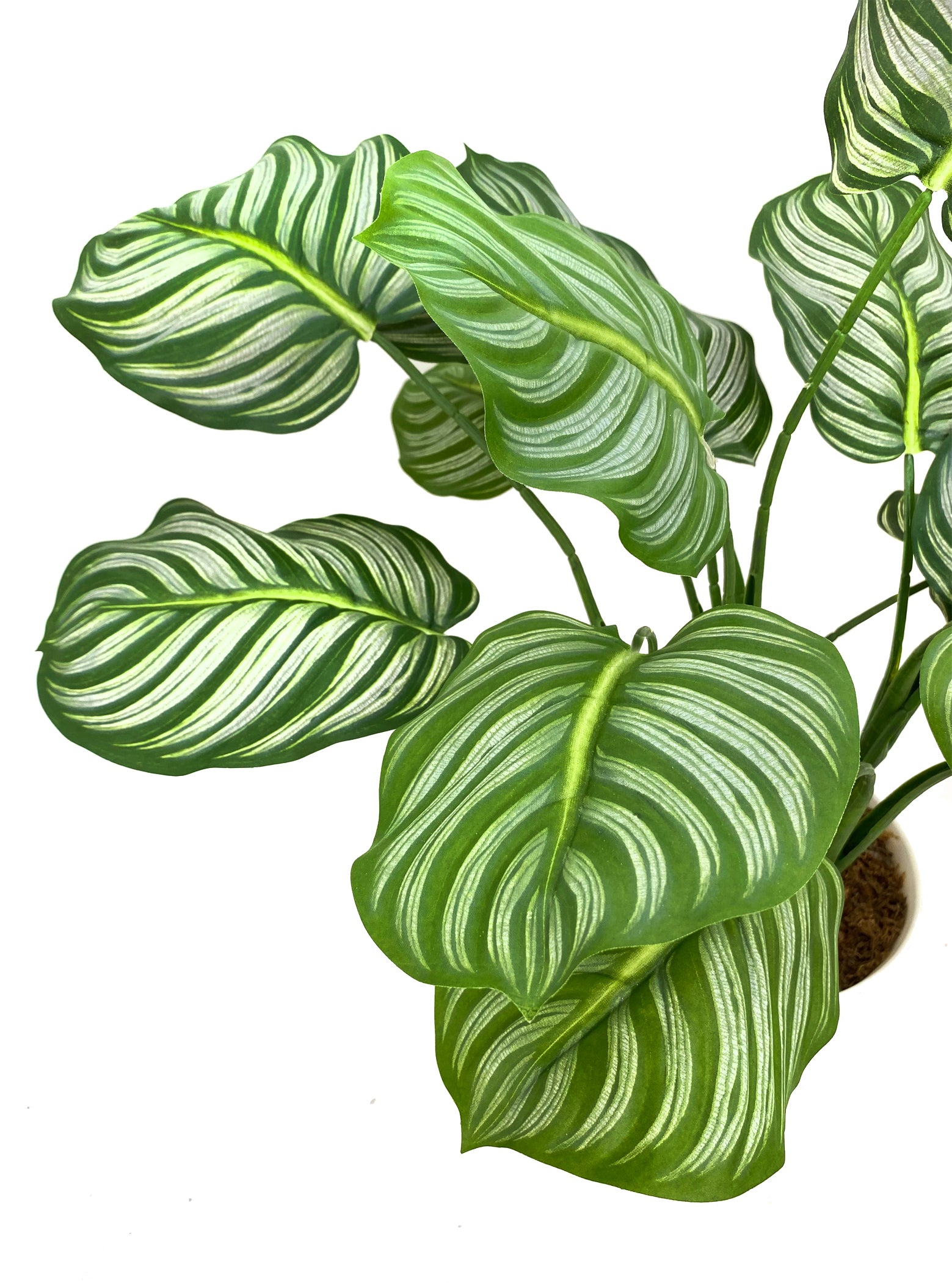 Calathea Spray Plant (White pot)