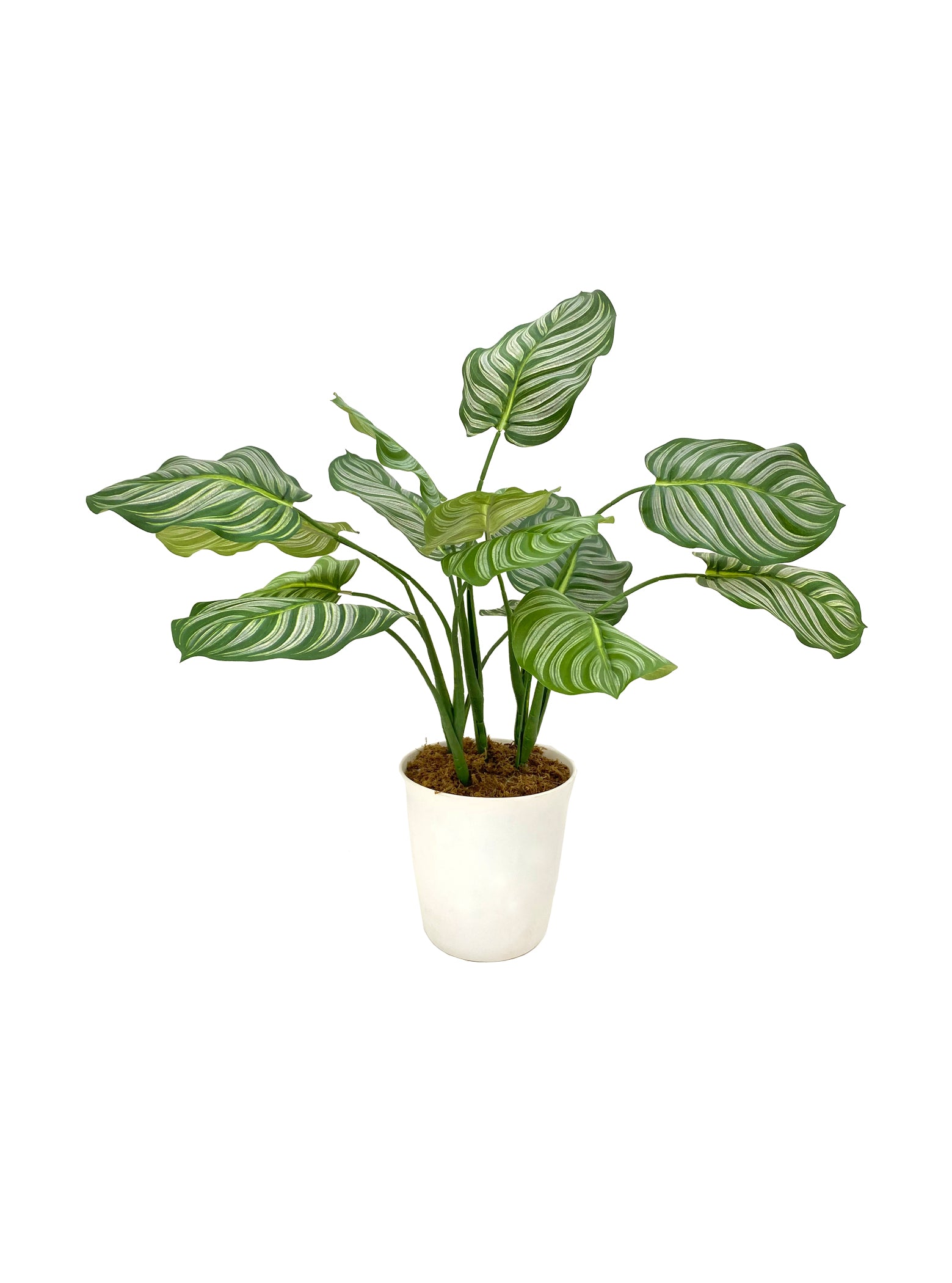 Calathea Spray Plant (White pot)
