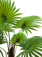 Artifical Plant - Fan Palm Tree- 1.9m