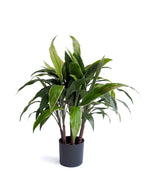 Artificial Plant - Cordyline Plant - 70cm