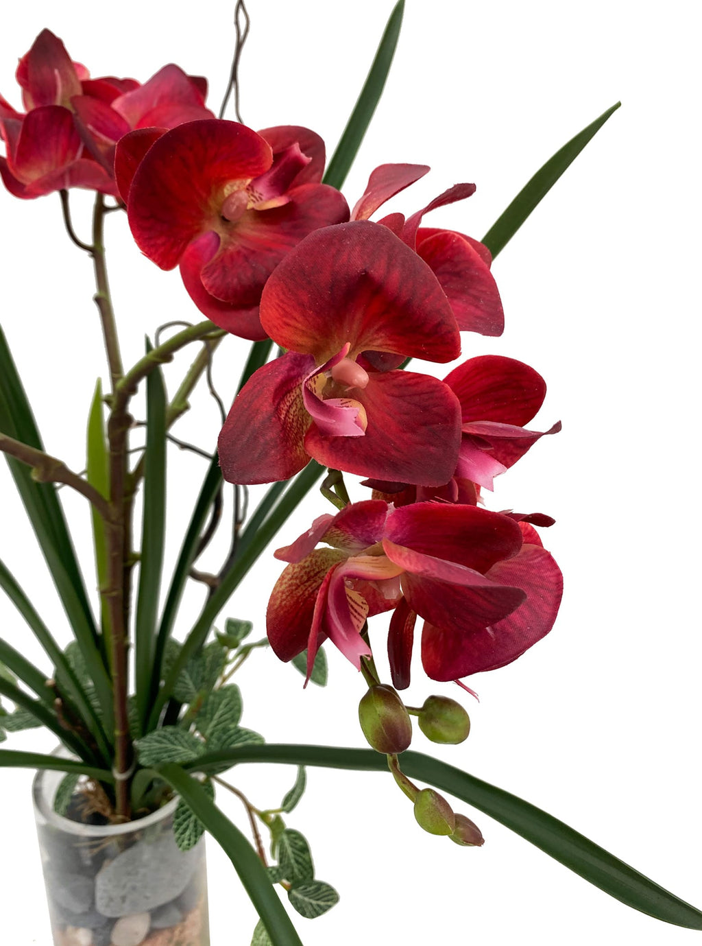 Elegant Red Phalaenopsis