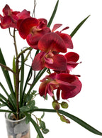 Elegant Red Phalaenopsis