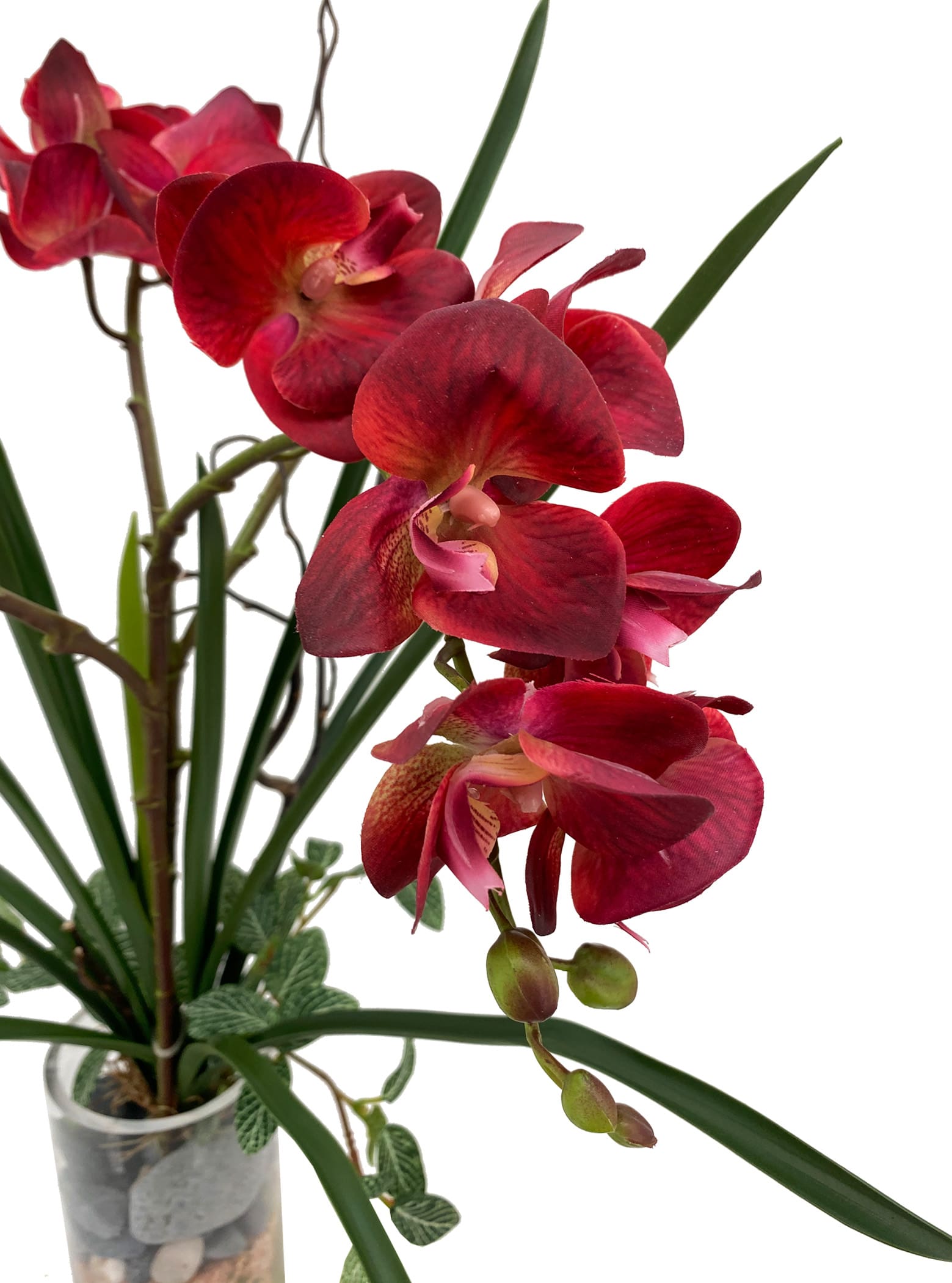 Elegant Red Phalaenopsis