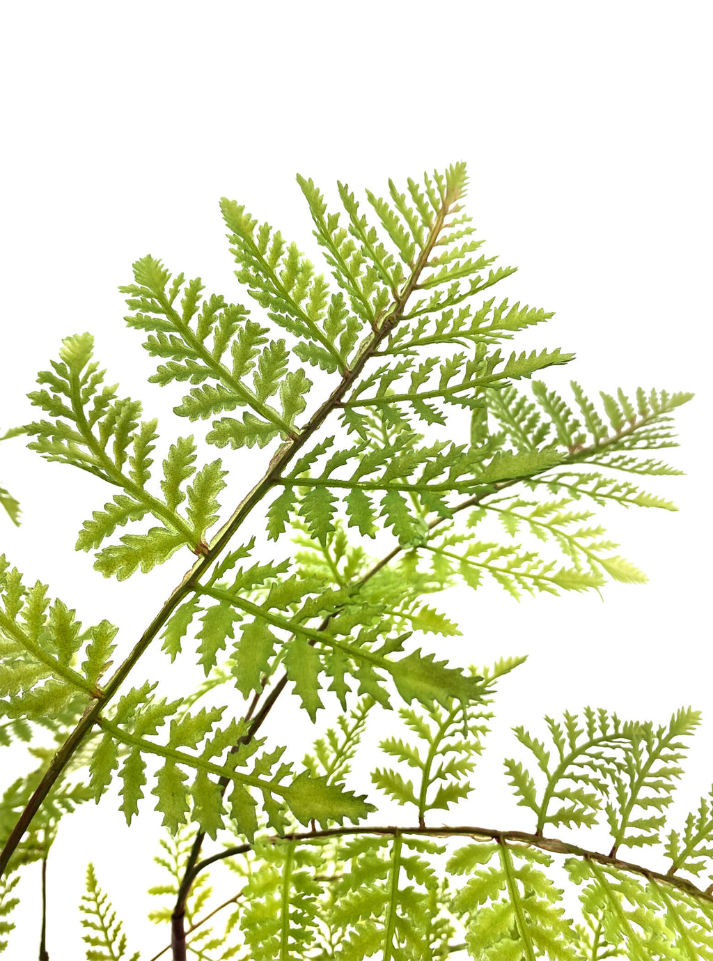 Artificial Plant - Pteridium Fern - 90cm