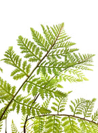 Artificial Plant - Pteridium Fern - 90cm