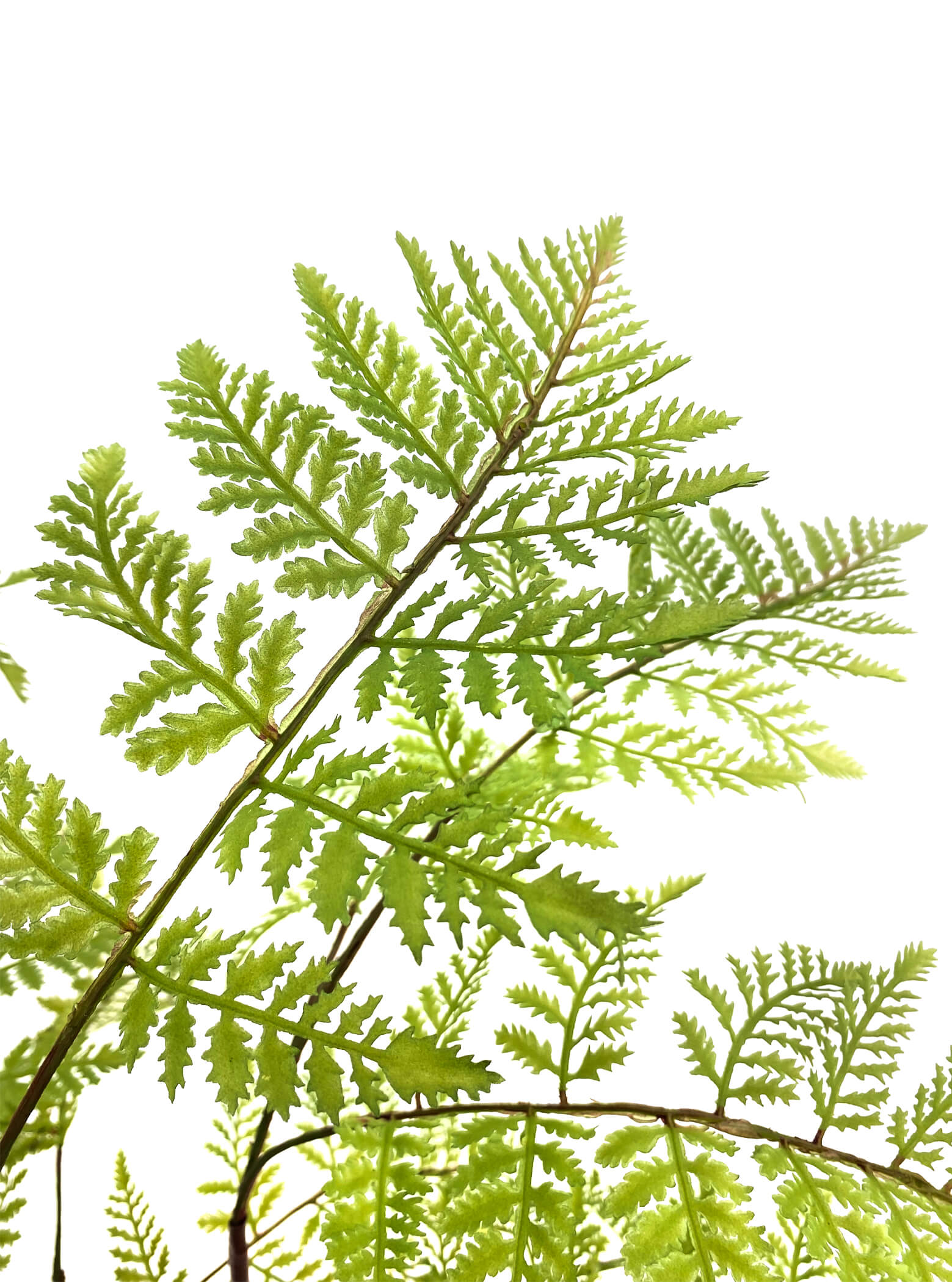 Artificial Plant - Pteridium Fern - 90cm