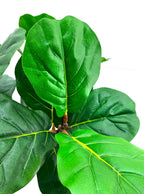 Artificial Plant - Fiddle Leaf Fig Tree - 1.2m