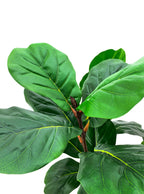 Artificial Plant - Fiddle Leaf Fig Tree - 1.2m