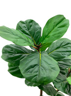 Artificial Plant - Fiddle-Leaf Fig Tree - 1.5m