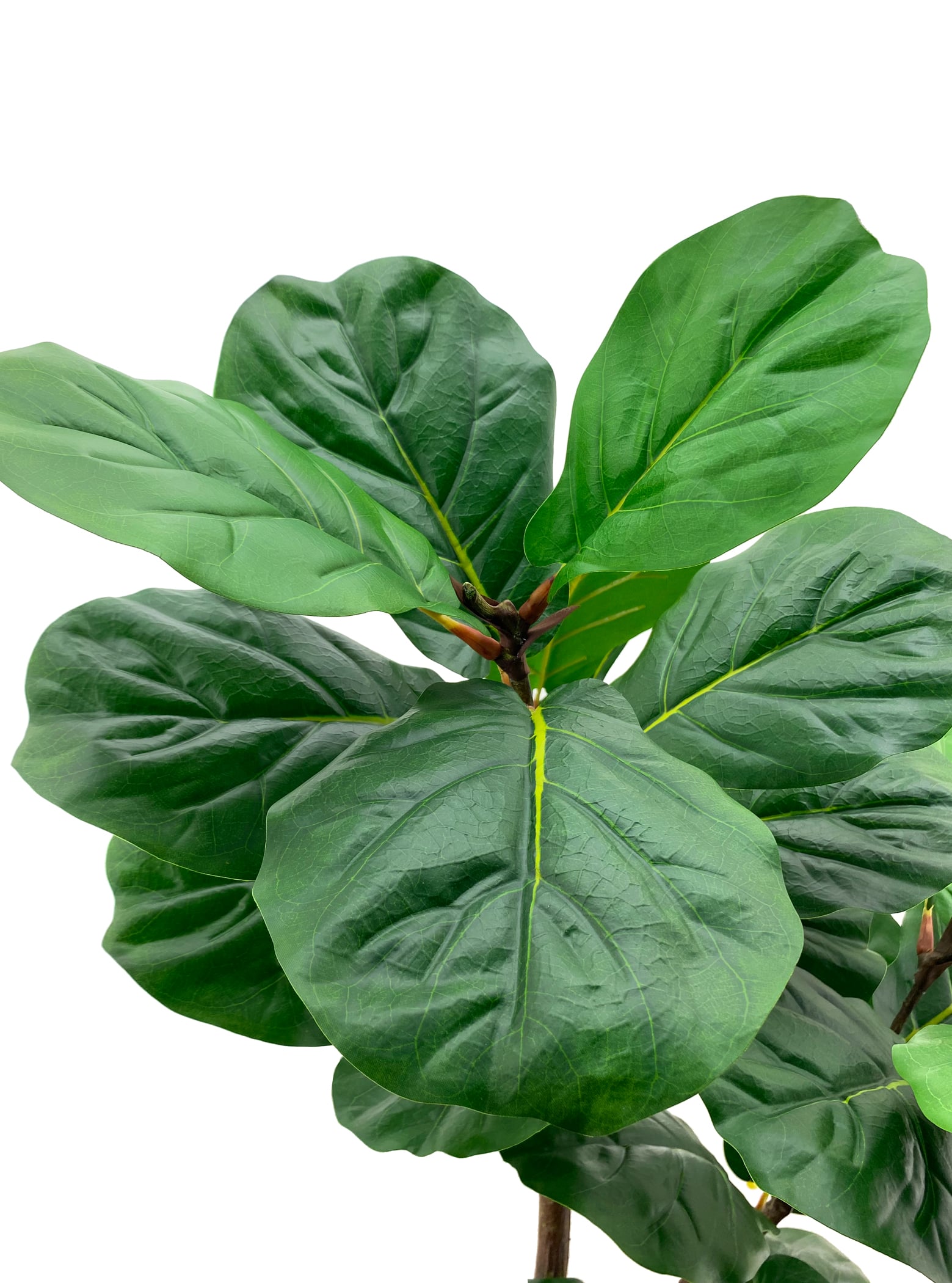 Artificial Plant - Fiddle-Leaf Fig Tree - 1.5m