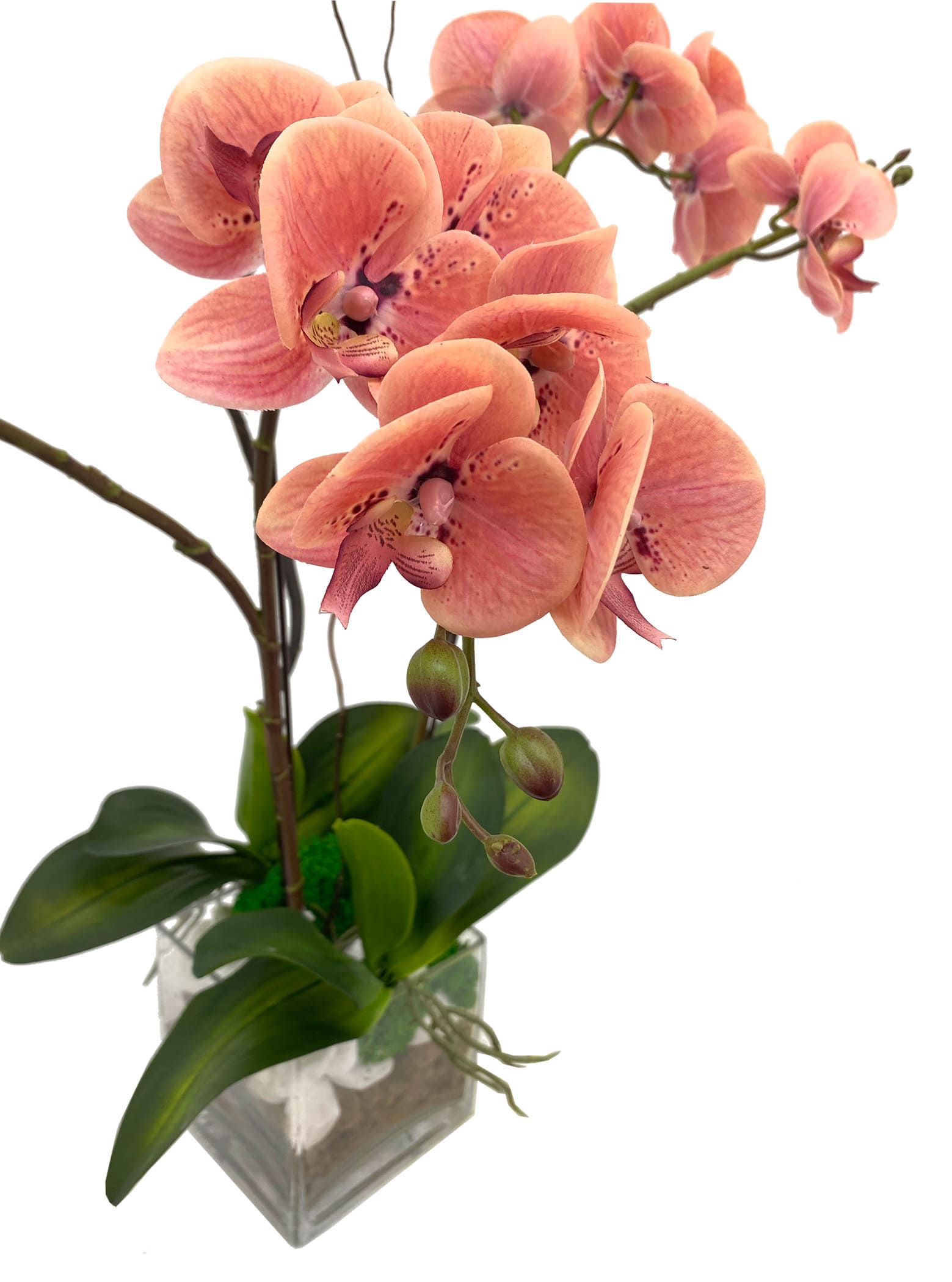 Fresh Coral Phalaenopsis
