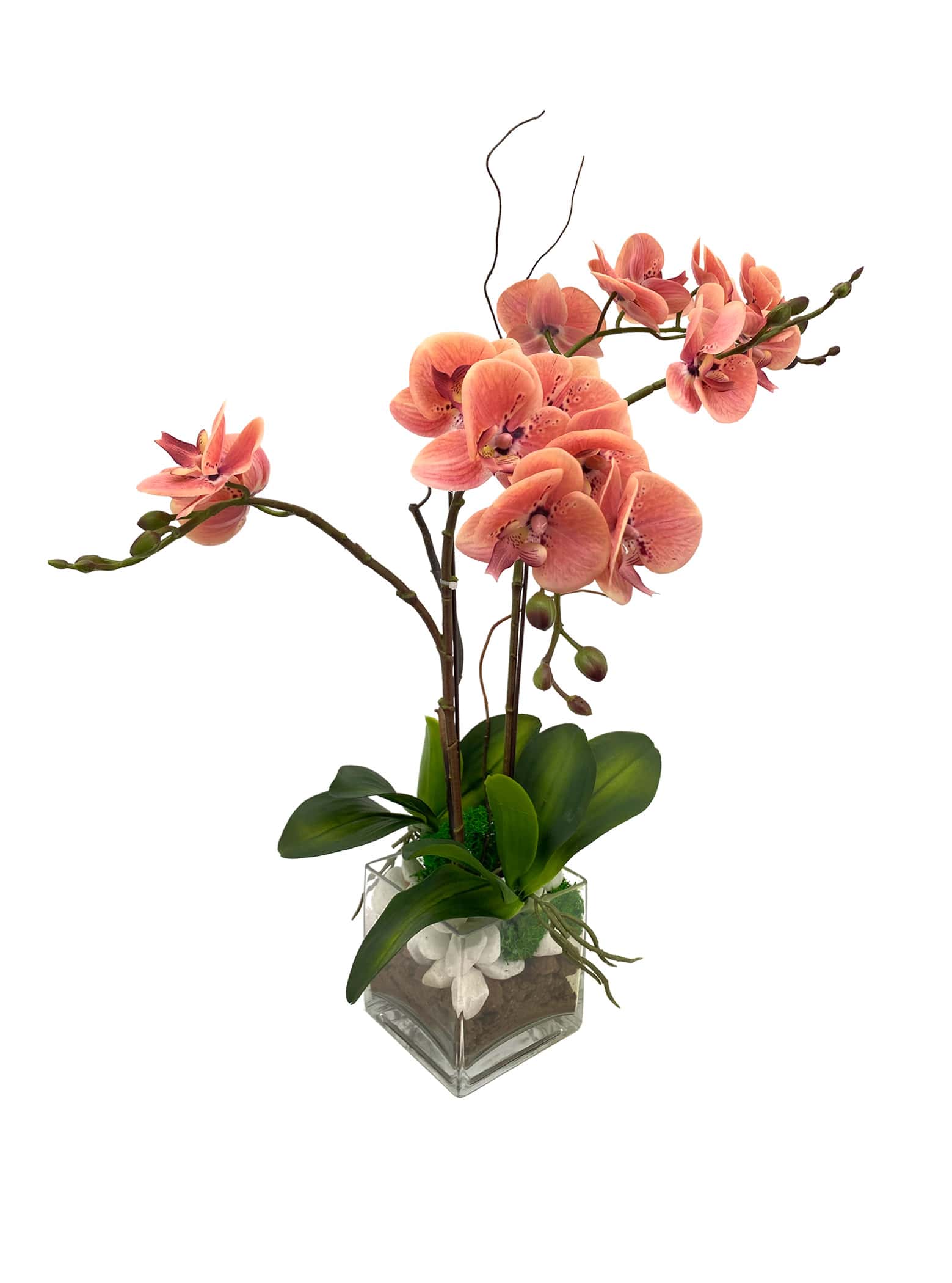 Fresh Coral Phalaenopsis
