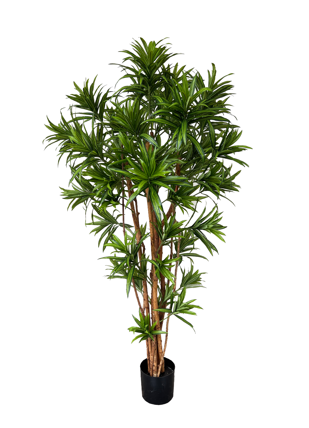 Artificial Tree- 1.5m Dracaena Reflexa (UV Resistant)