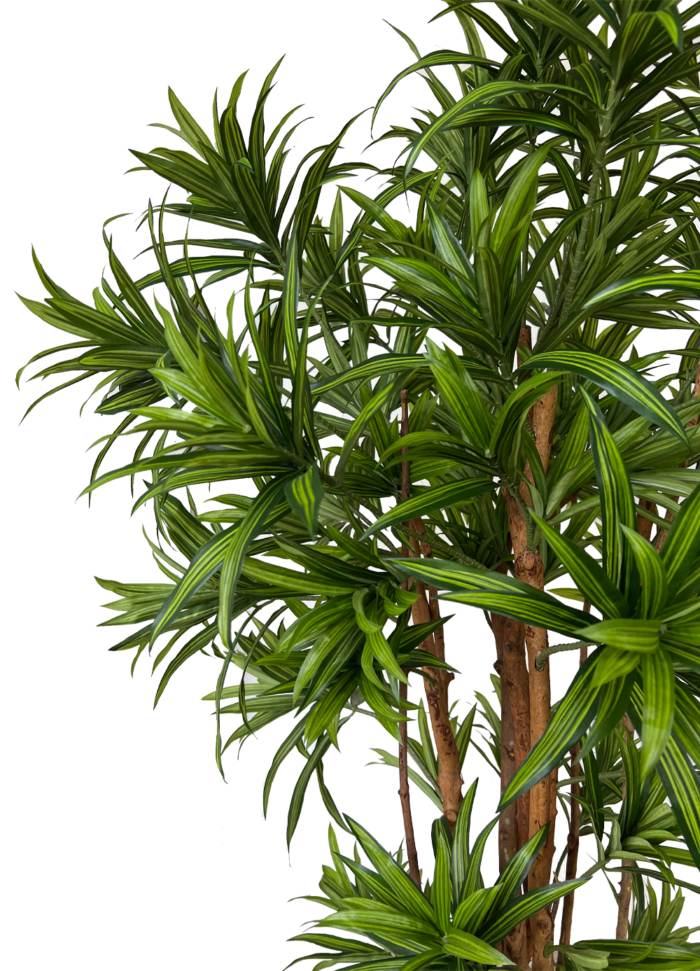 Artificial Tree- 1.5m Dracaena Reflexa (UV Resistant)
