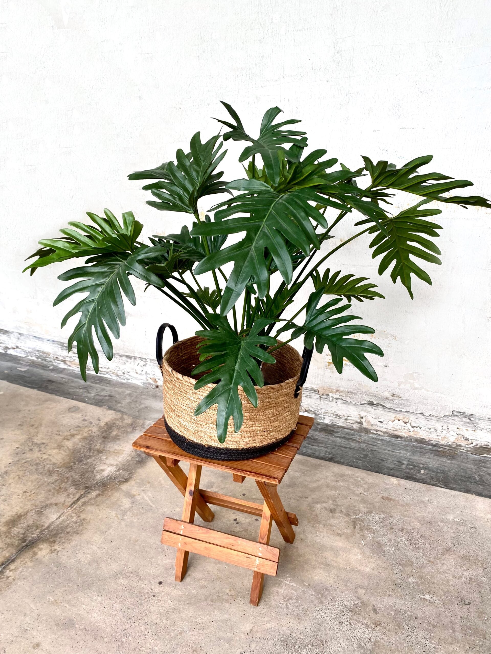artificial two toned philodendron Artificial Plant - Philodendron Selloum (UV Resistant) – Pollyanna Concepts