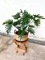 Artificial Plant - Philodendron Selloum (UV Resistant)