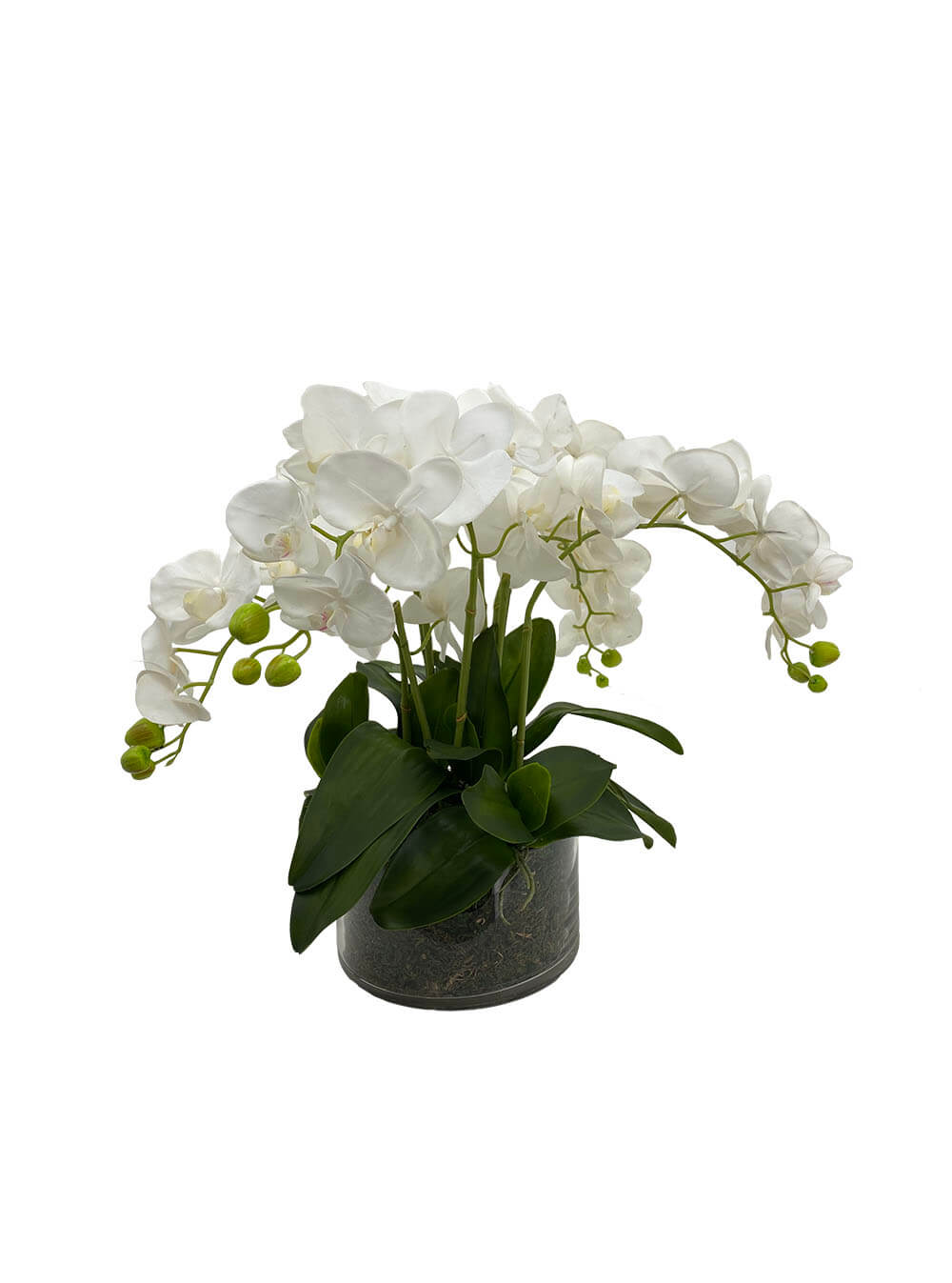 The Grand Phalenopsis Orchid - White