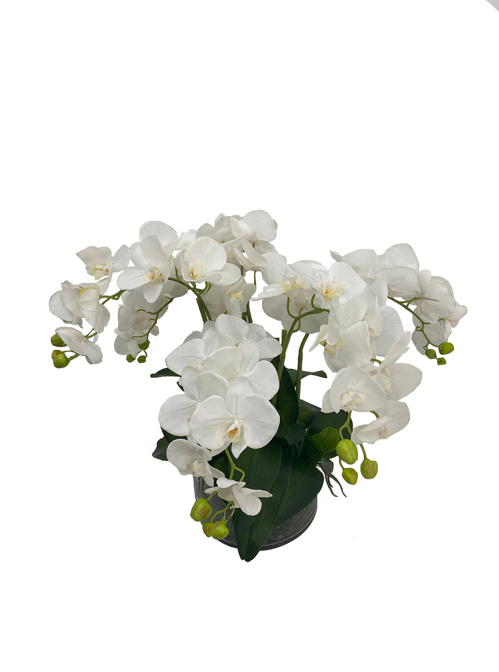 The Grand Phalenopsis Orchid - White