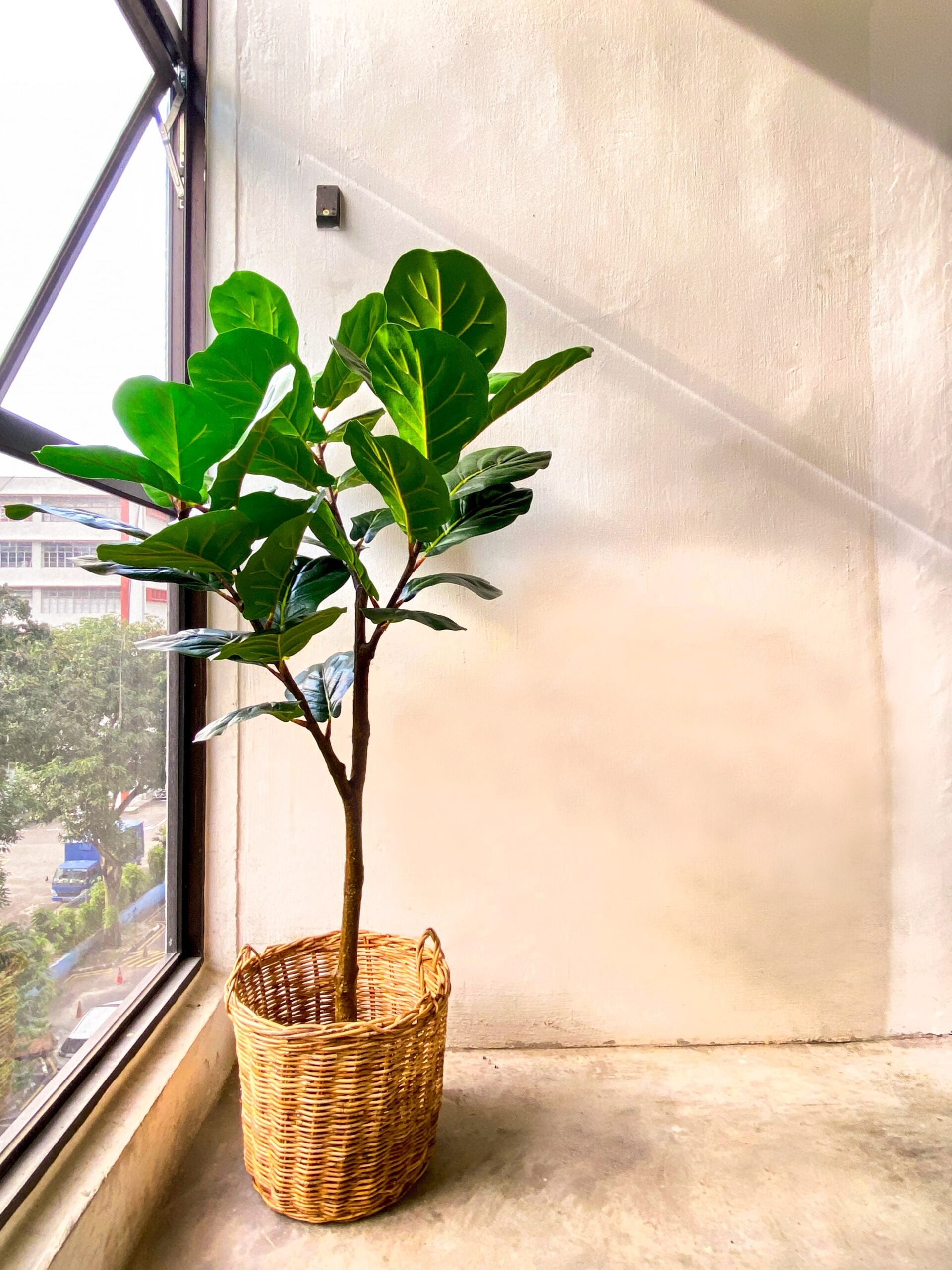 Artificial Plant - Fiddle-Leaf Fig Tree - 1.5m