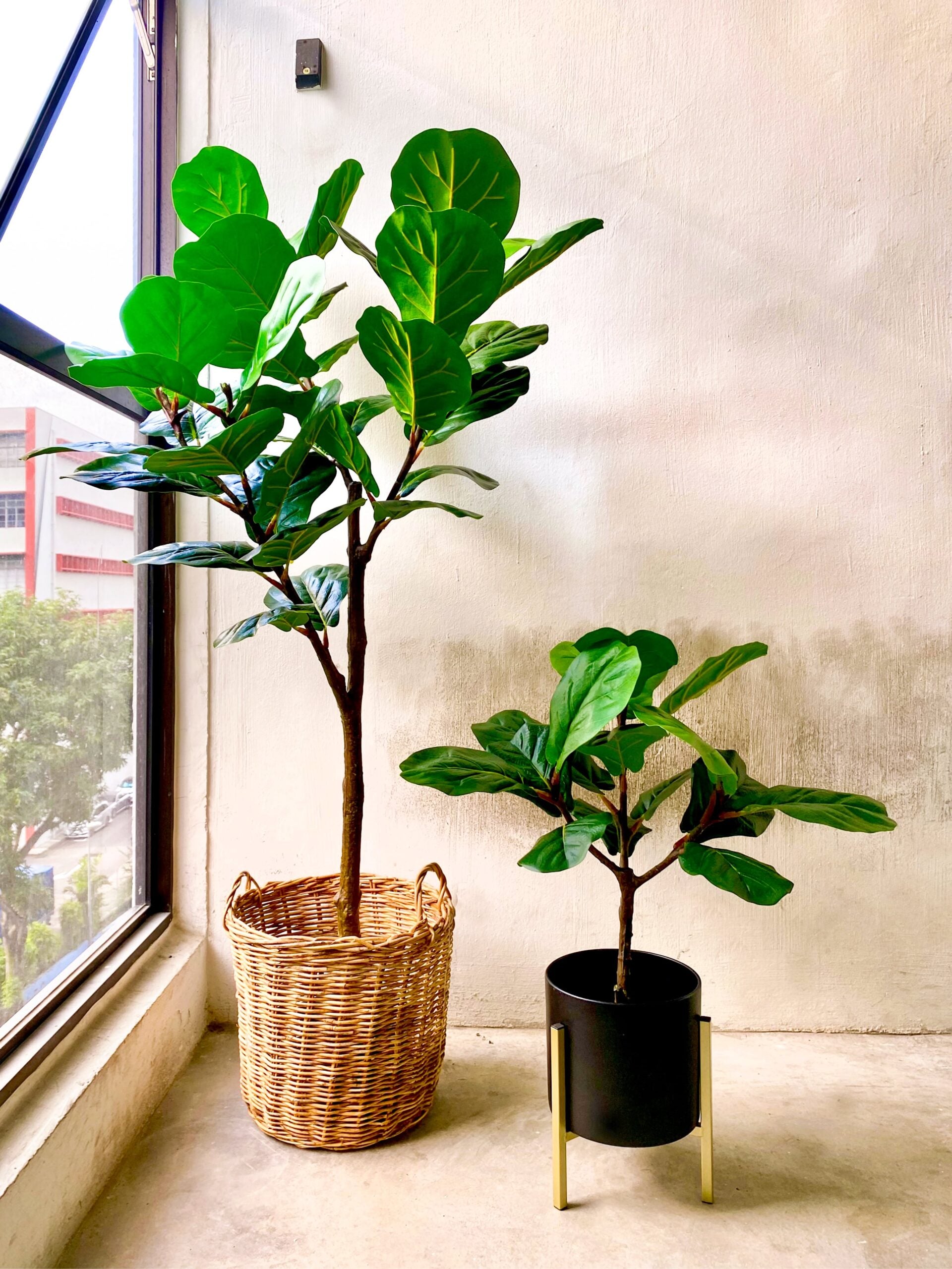 Artificial Plant - Fiddle-Leaf Fig Tree - 80cm