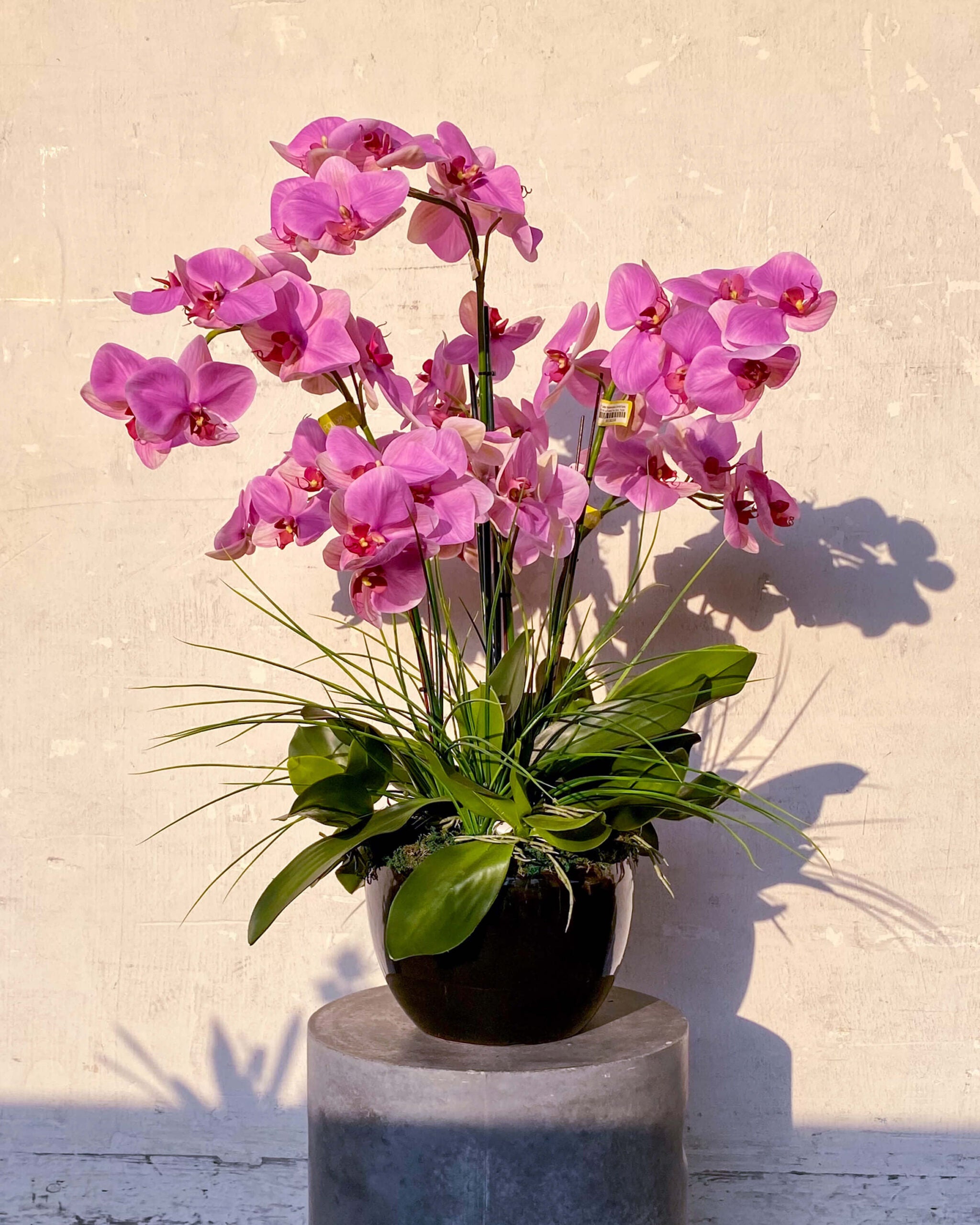 Pink Phalaenopsis Blooms