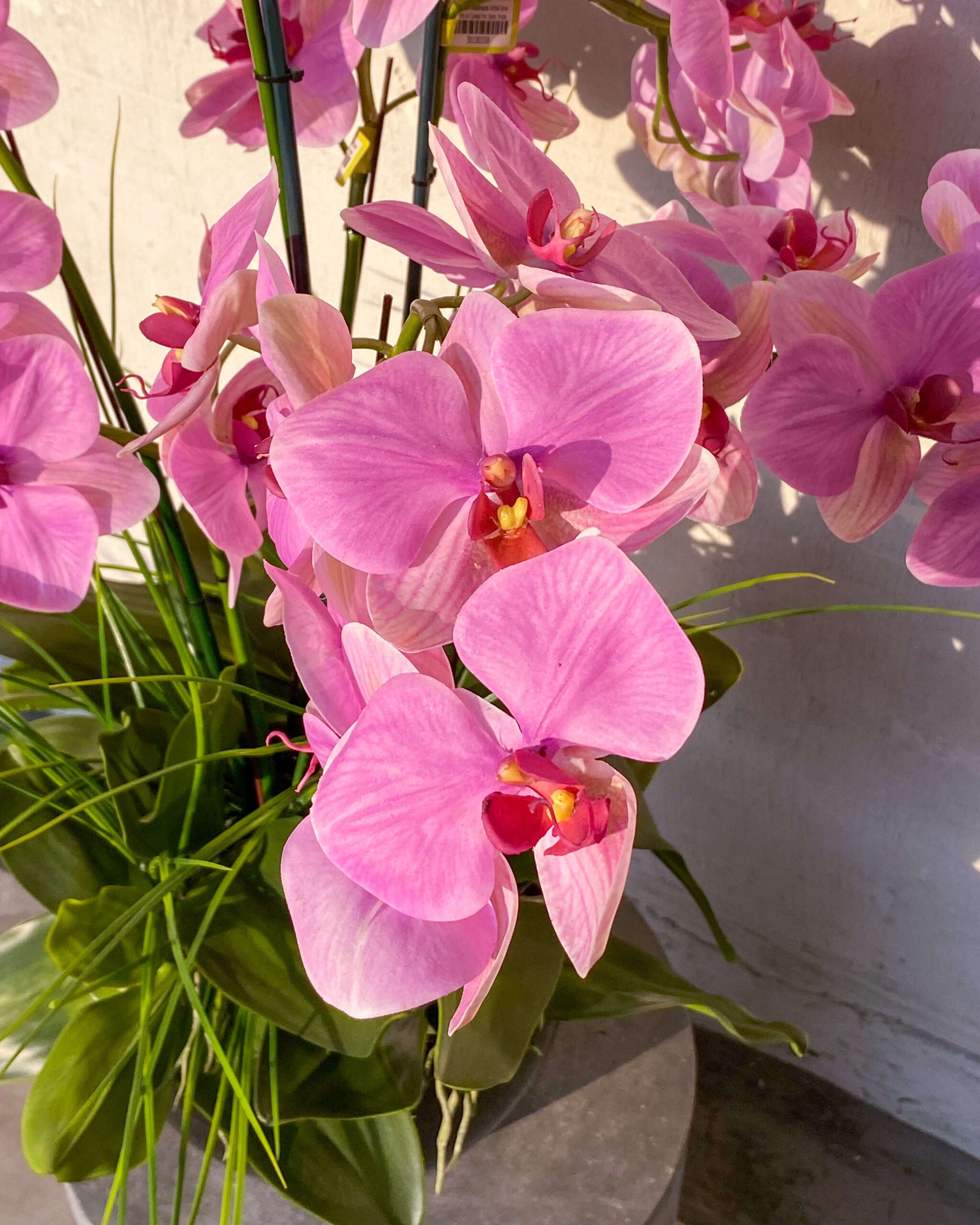 Pink Phalaenopsis Blooms