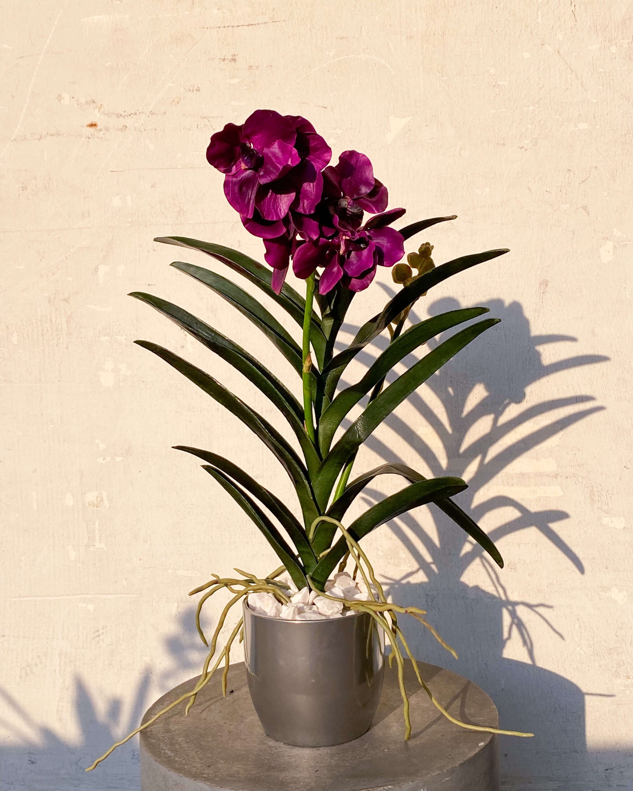 Vanda Delight