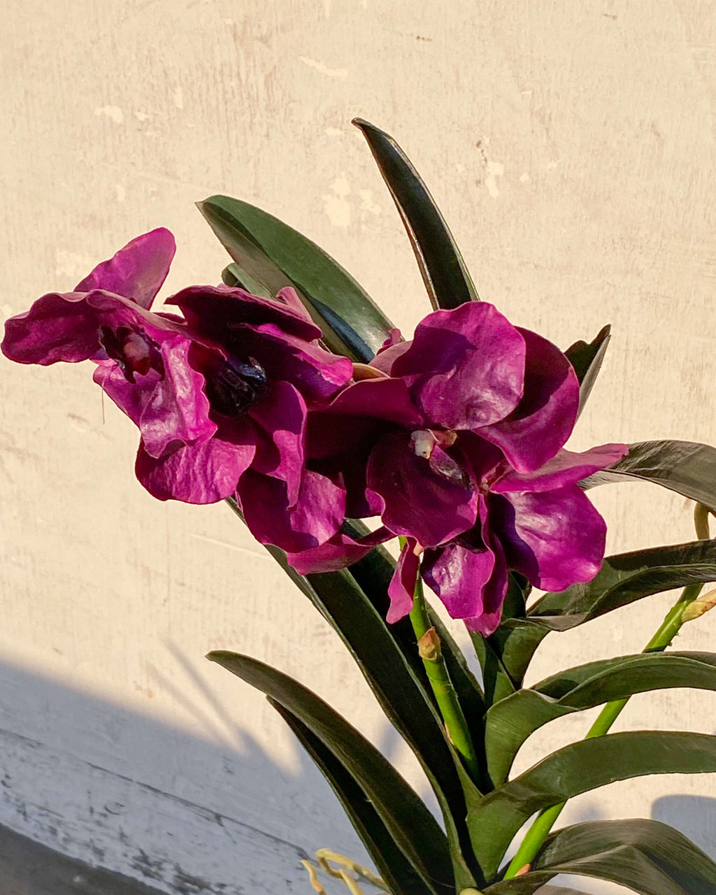Vanda Delight