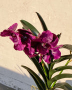 Vanda Delight
