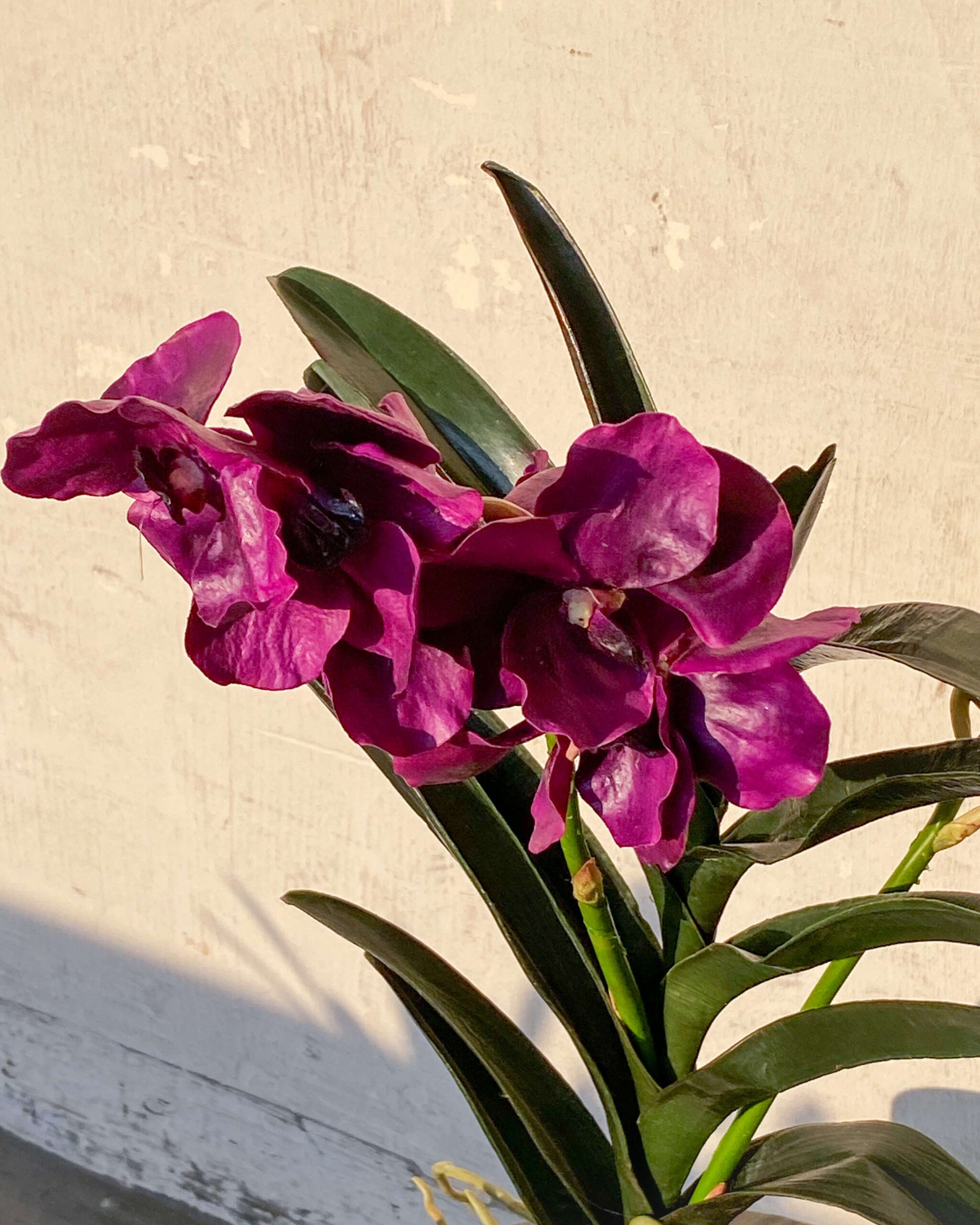 Vanda Delight