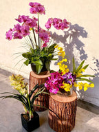 Pink Phalaenopsis Blooms