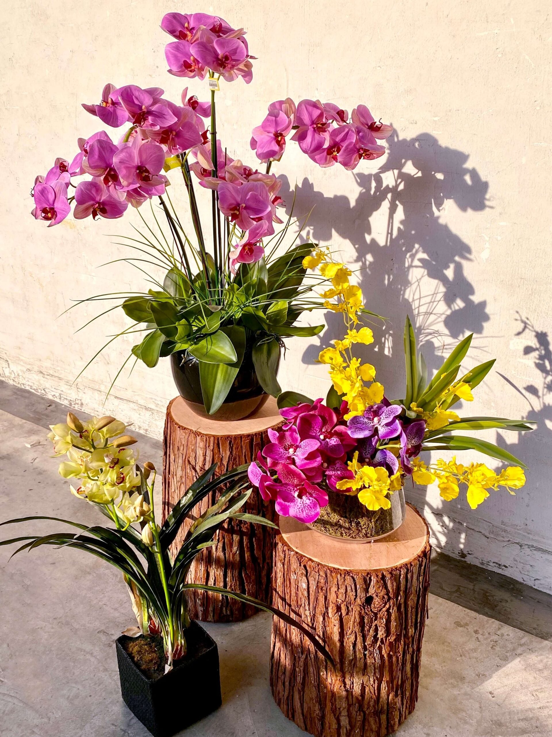 Pink Phalaenopsis Blooms