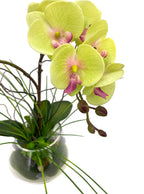Lime Green Phalaenopsis