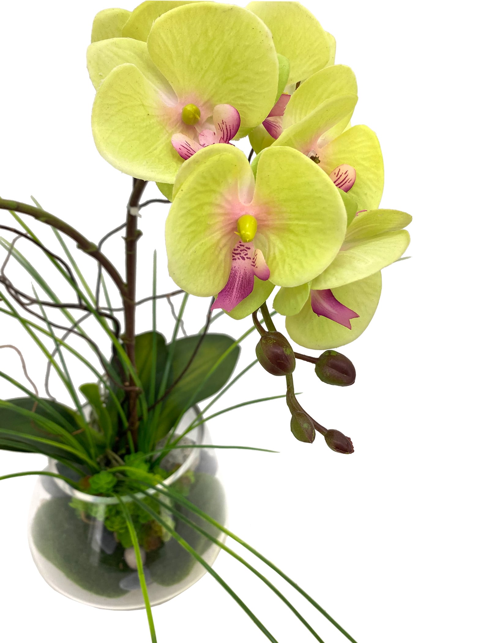 Lime Green Phalaenopsis