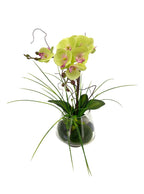 Lime Green Phalaenopsis