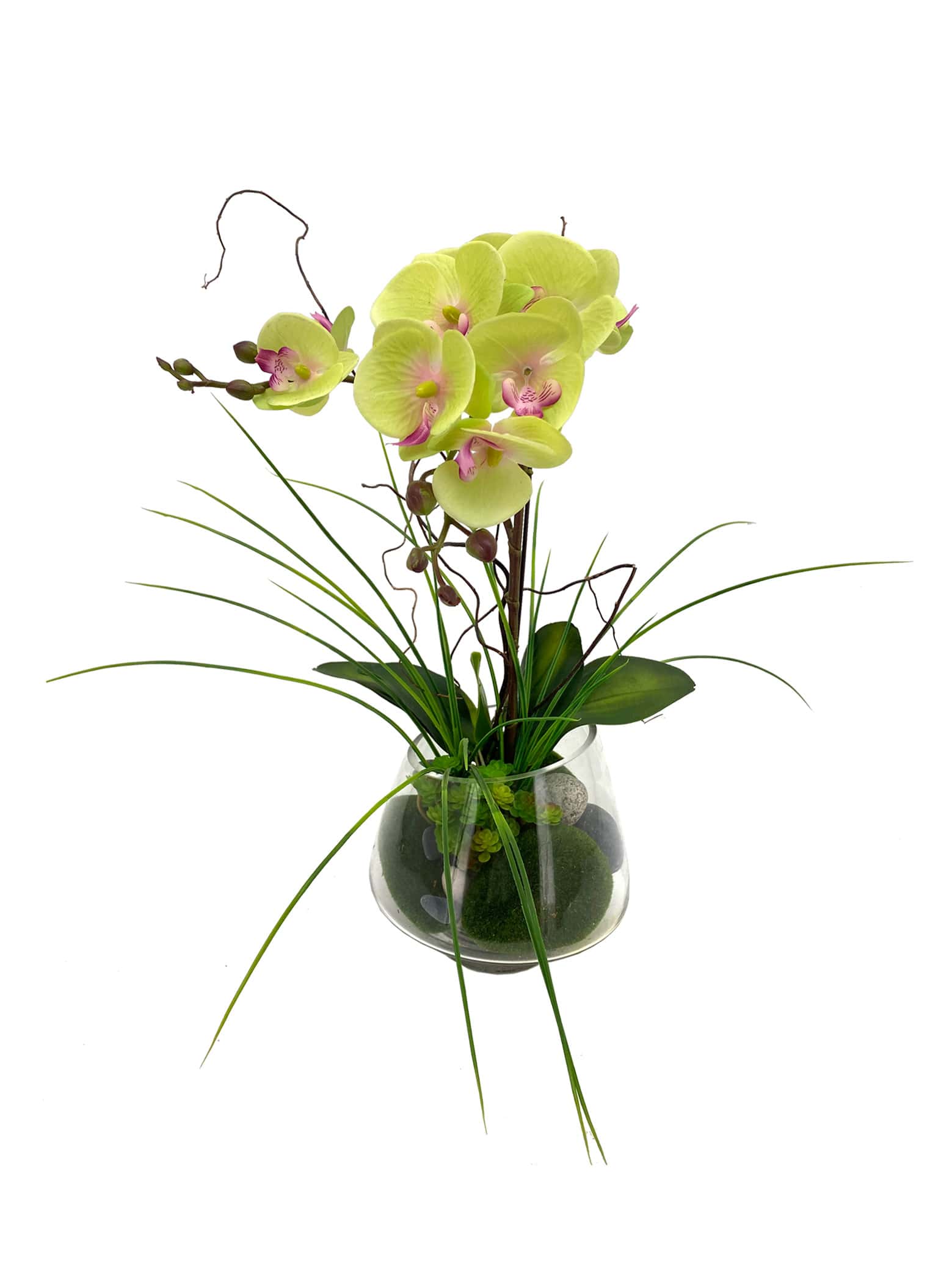 Lime Green Phalaenopsis