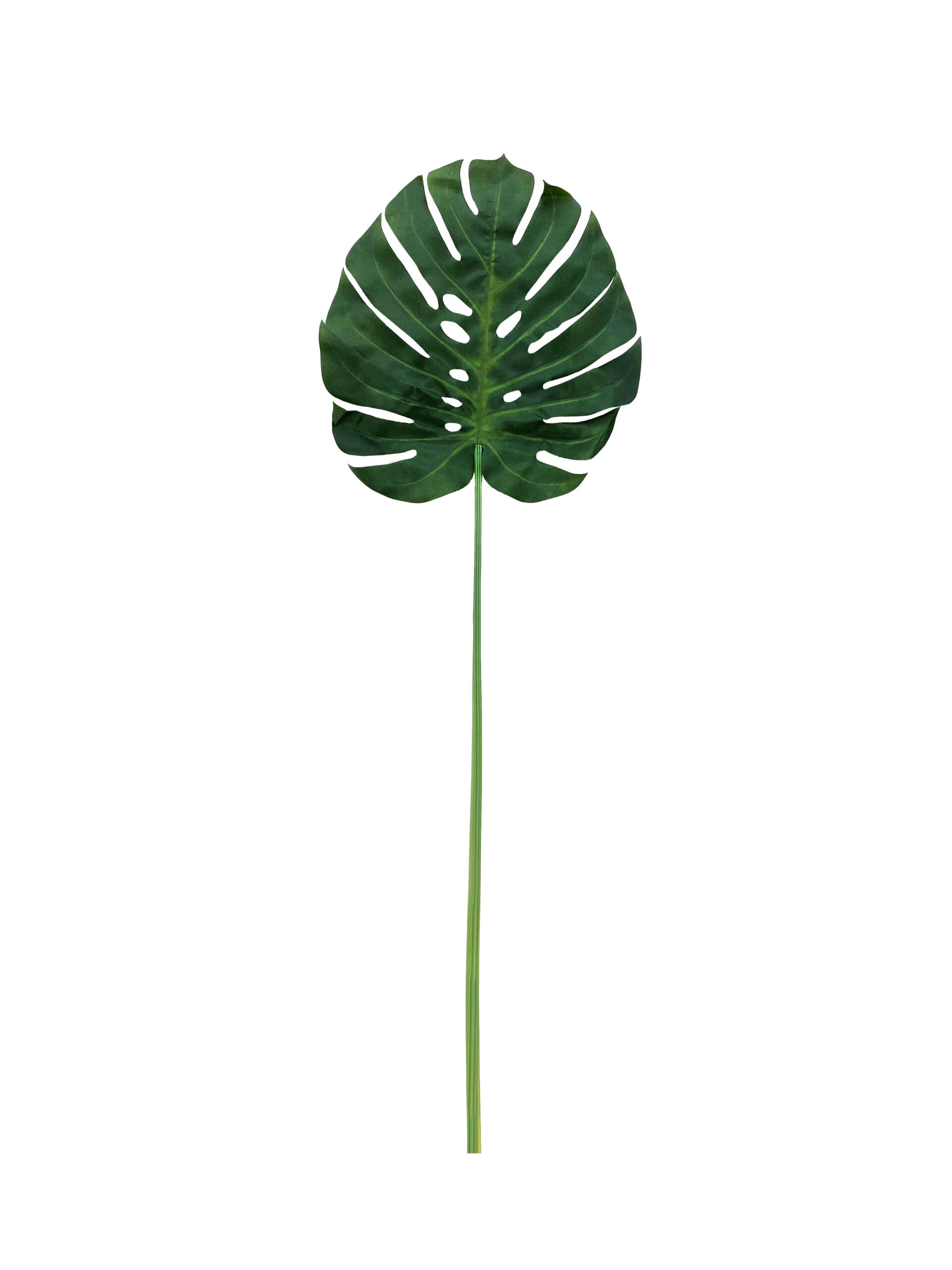Single Monstera Leaf