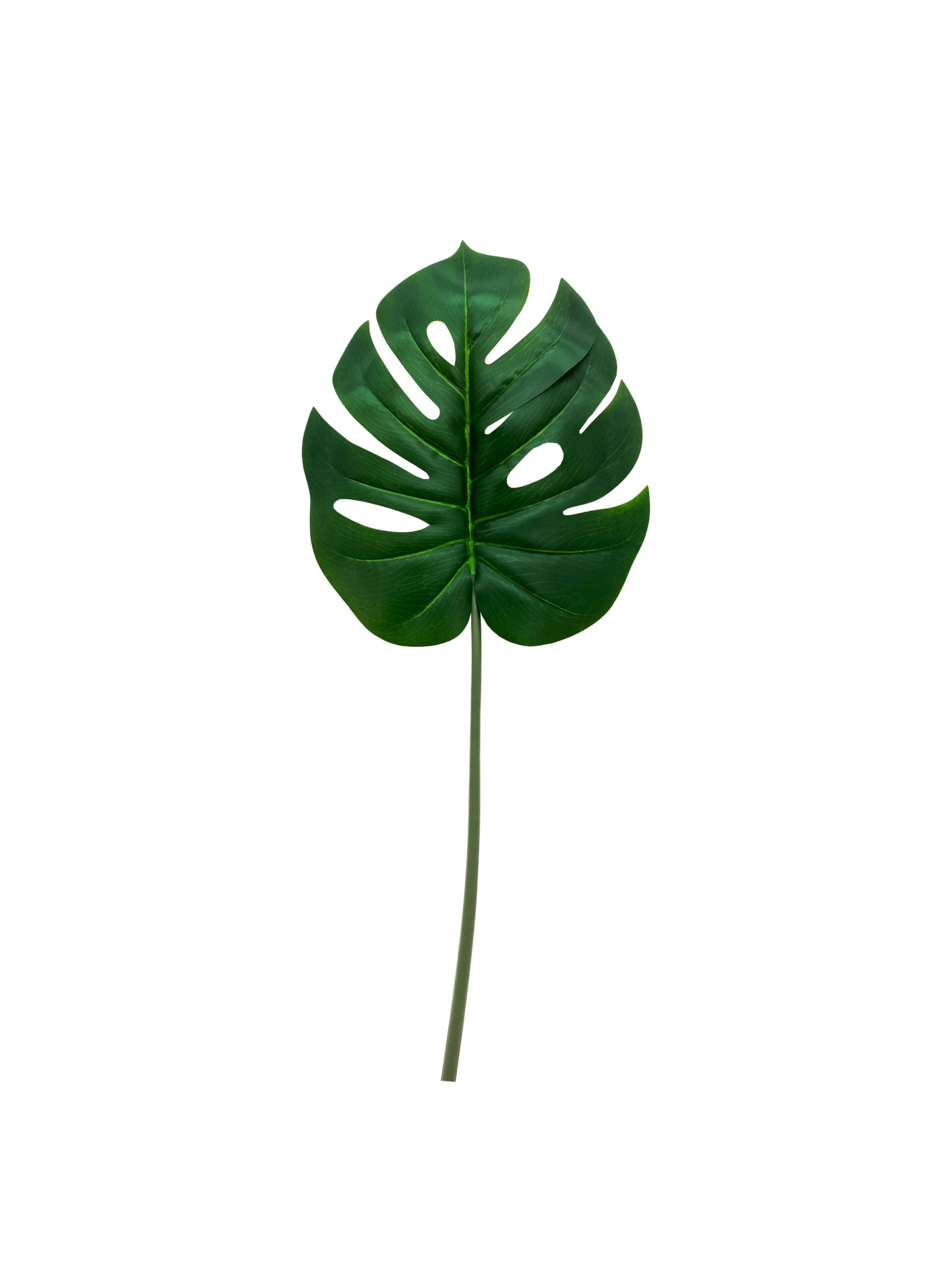 Single Monstera Leaf