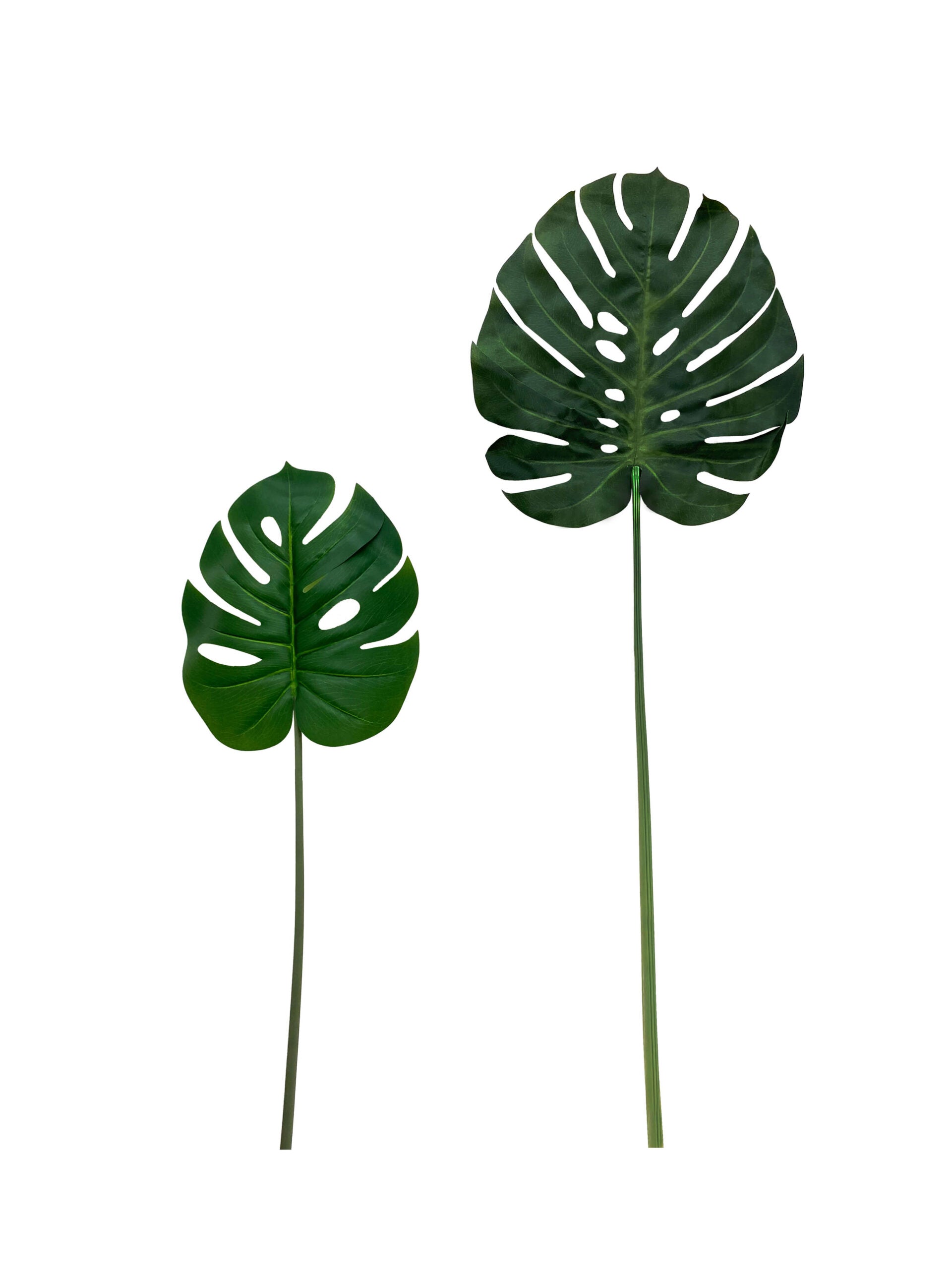 Single Monstera Leaf