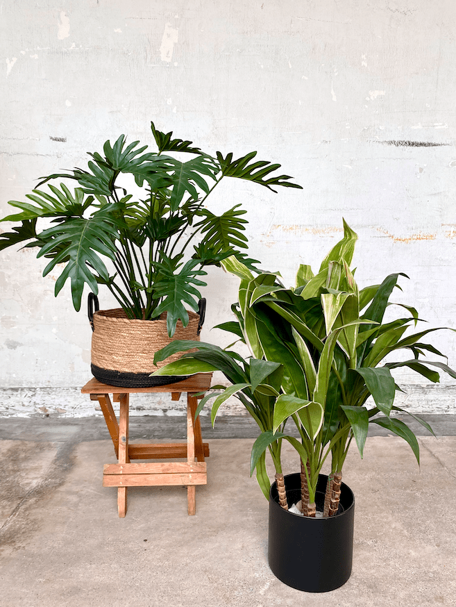 Artificial Plant - Cordyline Plant - 70cm