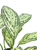 Silver Queen Plant